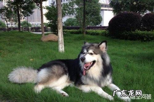 巨型阿拉斯加雪橇犬和普通阿拉斯加犬有什么区别