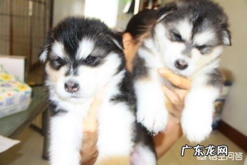 巨型阿拉斯加雪橇犬和普通阿拉斯加犬有什么区别