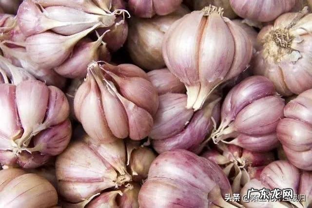 农村养鸡为什么要喂“大蒜”?有什么好处?