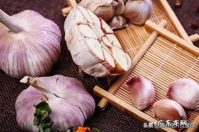 农村养鸡为什么要喂“大蒜”?有什么好处?