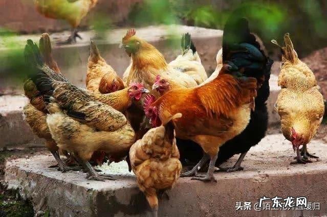 农村养鸡为什么要喂“大蒜”?有什么好处?