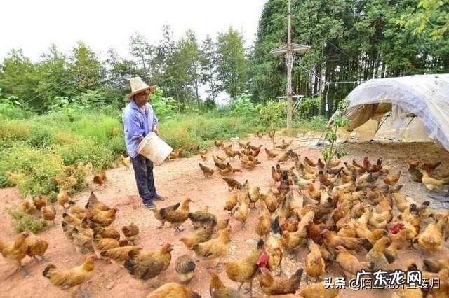 农村养鸡为什么要喂“大蒜”?有什么好处?