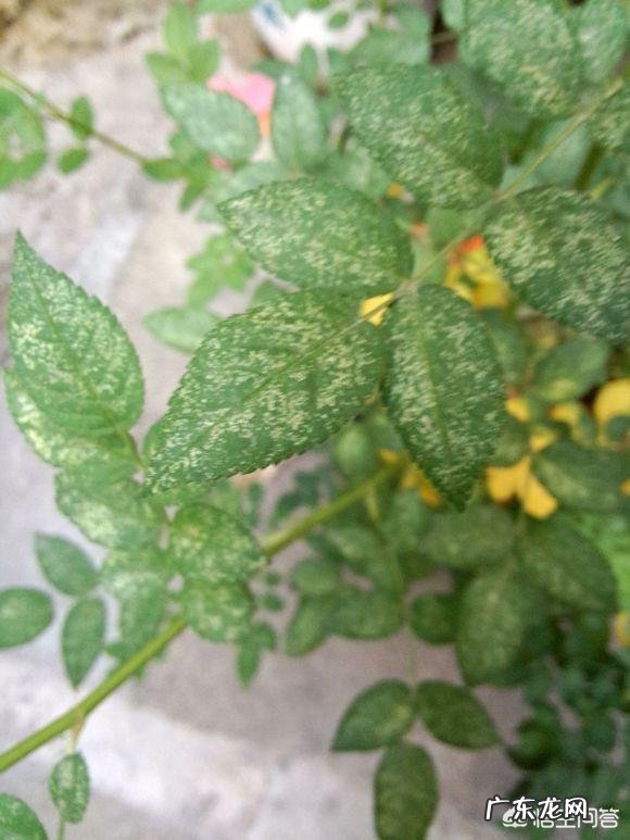 月季花的叶子总是发黄是怎么回事?应该怎么办?