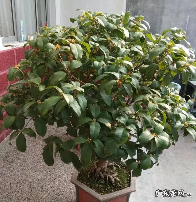 月季花的叶子总是发黄是怎么回事?应该怎么办?