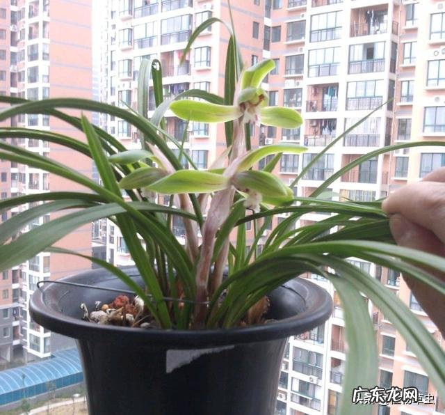 月季花的叶子总是发黄是怎么回事?应该怎么办?