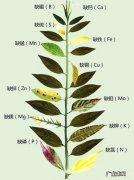 月季花的叶子总是发黄是怎么回事？应该怎么办？