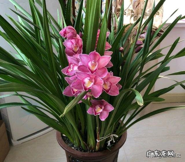 月季花的叶子总是发黄是怎么回事？应该怎么办？