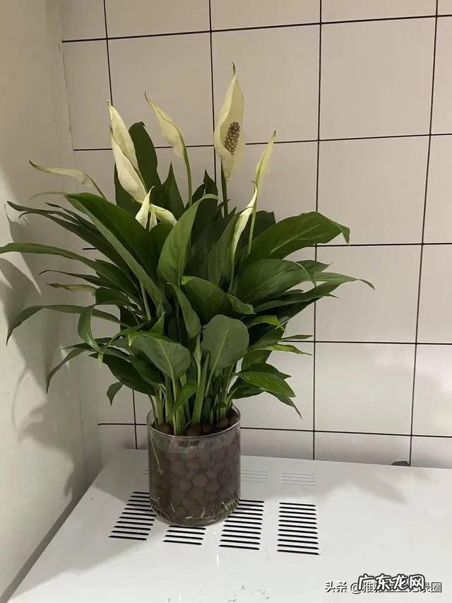 月季花的叶子总是发黄是怎么回事?应该怎么办?