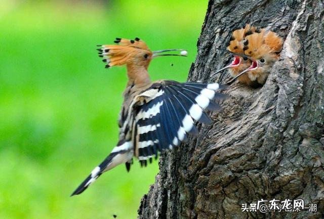 刃牙死囚篇的5位死囚,谁的实力最强?