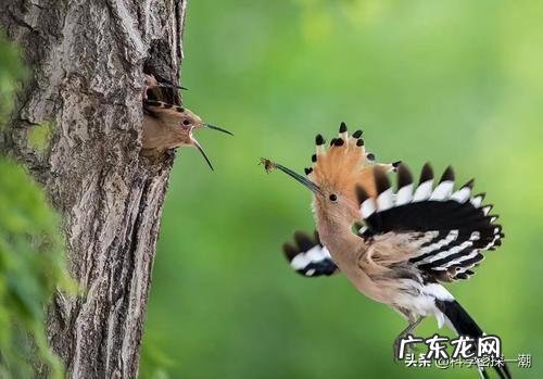 刃牙死囚篇的5位死囚,谁的实力最强?