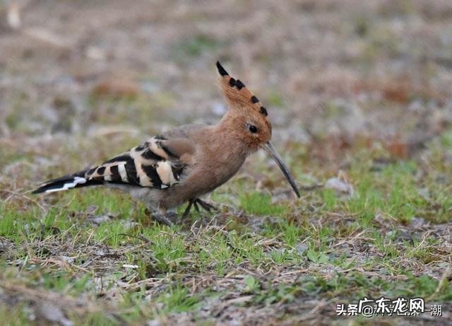 刃牙死囚篇的5位死囚,谁的实力最强?