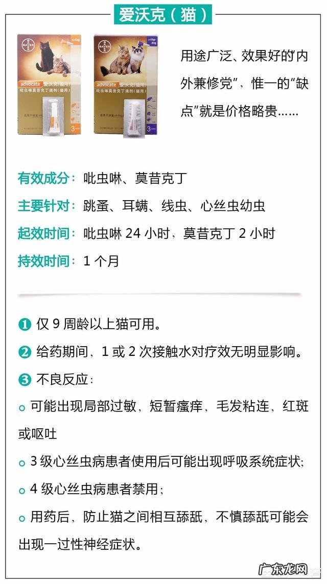 瘦弱的奶猫该怎么养？如何营养喂食？