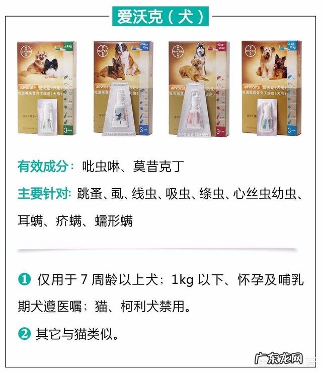 瘦弱的奶猫该怎么养？如何营养喂食？