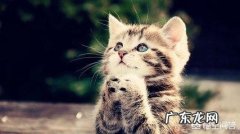 瘦弱的奶猫该怎么养？如何营养喂食？