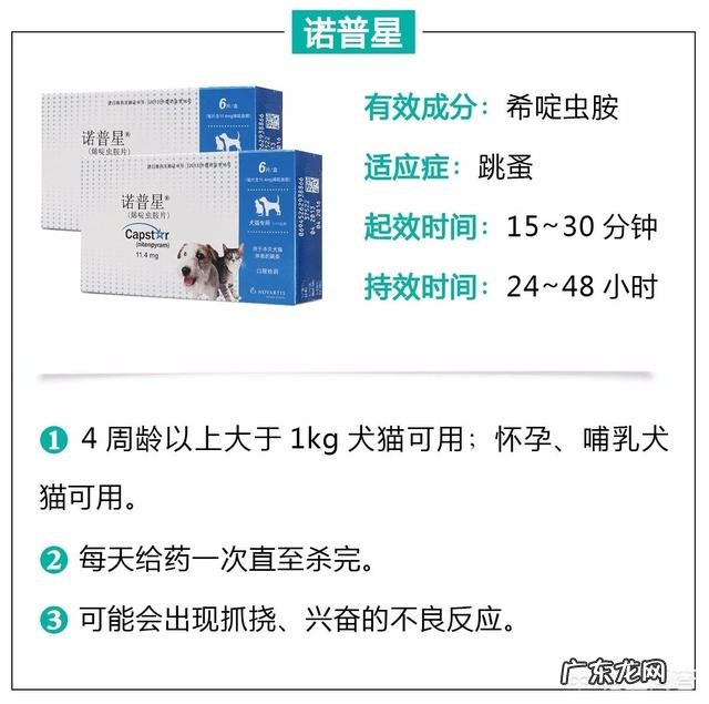 瘦弱的奶猫该怎么养？如何营养喂食？