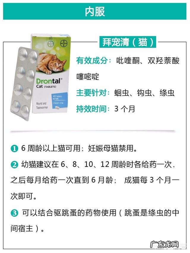 瘦弱的奶猫该怎么养？如何营养喂食？
