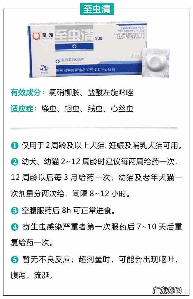 瘦弱的奶猫该怎么养？如何营养喂食？
