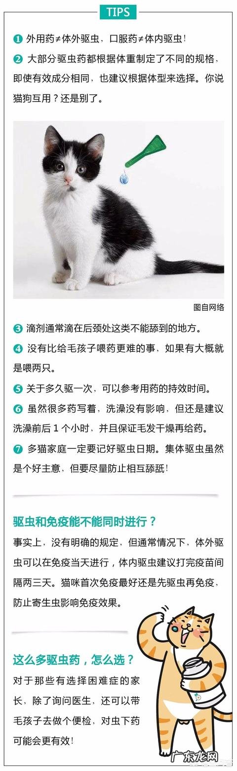 瘦弱的奶猫该怎么养？如何营养喂食？