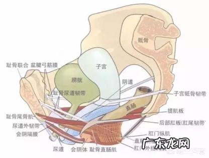 收腹带和骨盆带,产后恢复有用吗? 收腹带对于产后恢复有用么