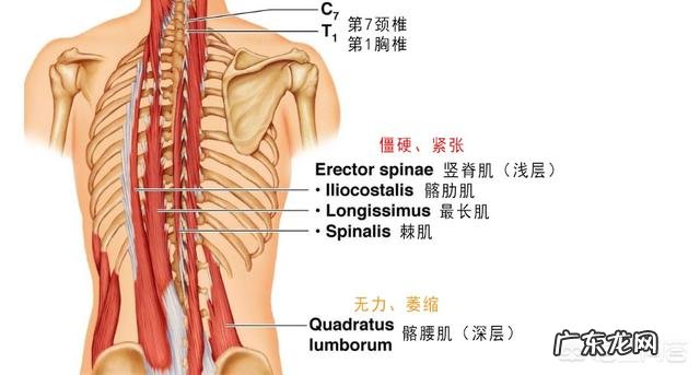 哪些运动可以锻炼腰背部肌肉，避免腰痛？