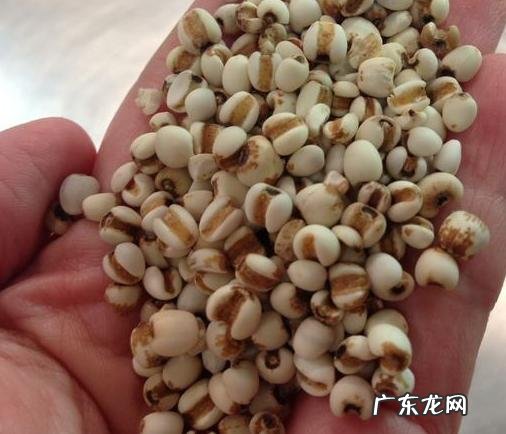 有没有比薏米祛湿好100倍的食物？