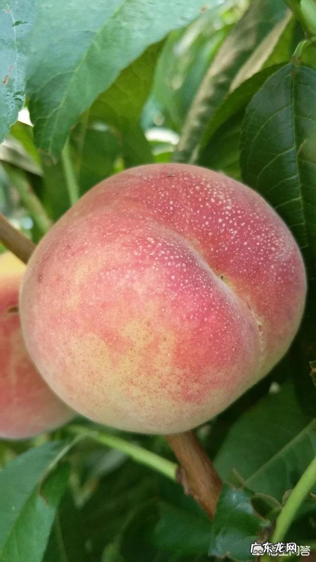 桃树几年才结果，一棵桃树最多结几个桃子