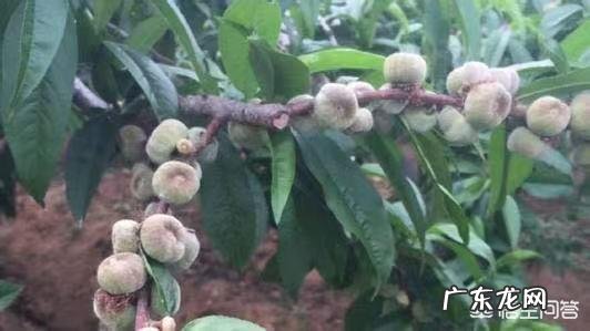 桃树几年才结果，一棵桃树最多结几个桃子