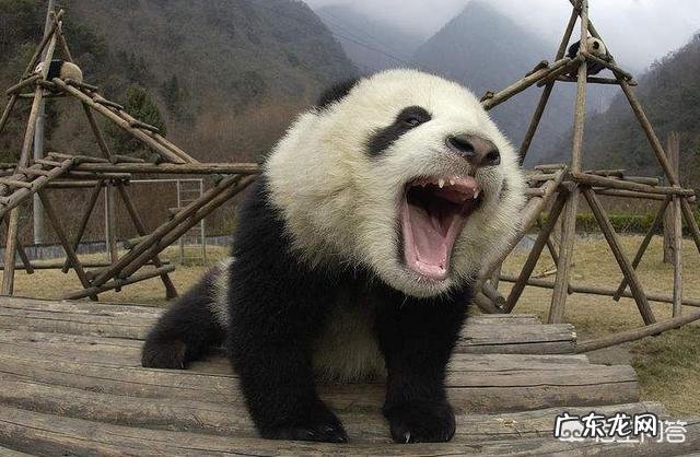 从吃肉到吃竹子,熊猫的进化很失败吗?