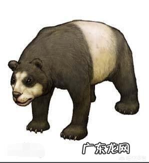 从吃肉到吃竹子，熊猫的进化很失败吗？