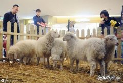 圈养羊一天吃多少饲料多长时间出栏