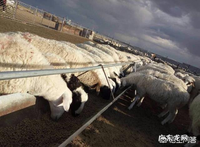 圈养羊一天吃多少饲料多长时间出栏