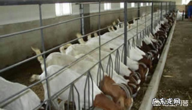 圈养羊一天吃多少饲料多长时间出栏