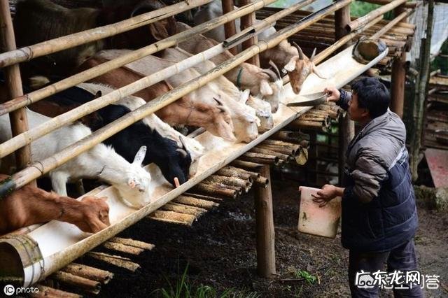 圈养羊一天吃多少饲料多长时间出栏