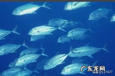 高三女生要补脑长身体吃什么?