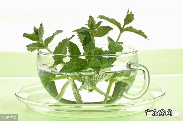 吃了薄荷后,为什么有的人感觉连喝水和吸气都是凉的?