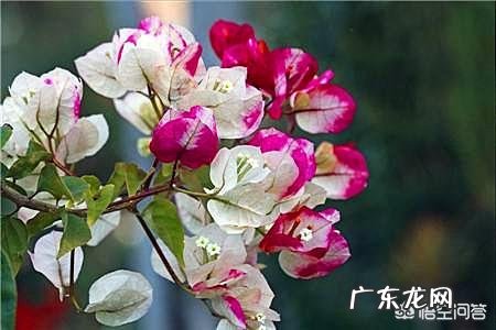 南方海拔1000米适合种三角梅吗