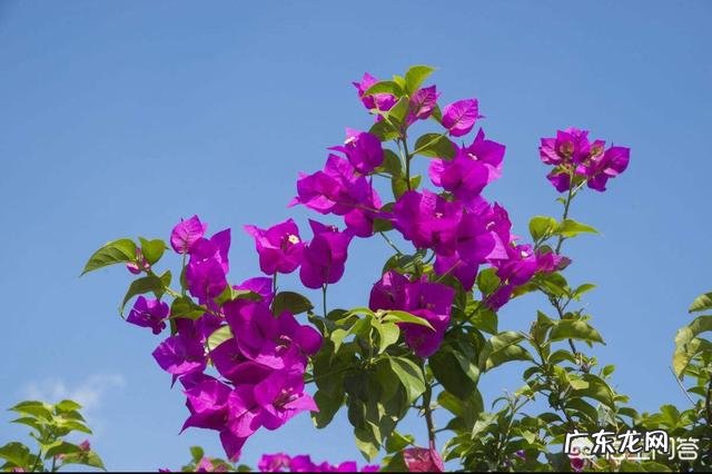 南方海拔1000米适合种三角梅吗