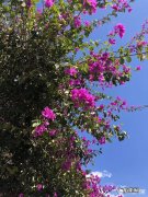 南方海拔1000米适合种三角梅吗