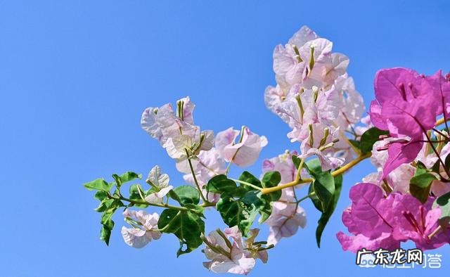 南方海拔1000米适合种三角梅吗