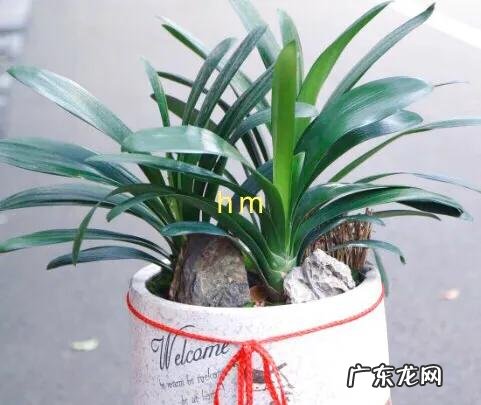 为什么每次浇完水君子兰的底叶会发黄?