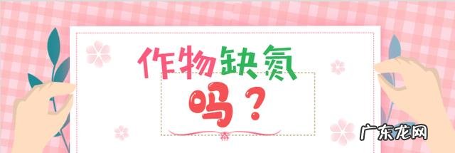 为什么每次浇完水君子兰的底叶会发黄?