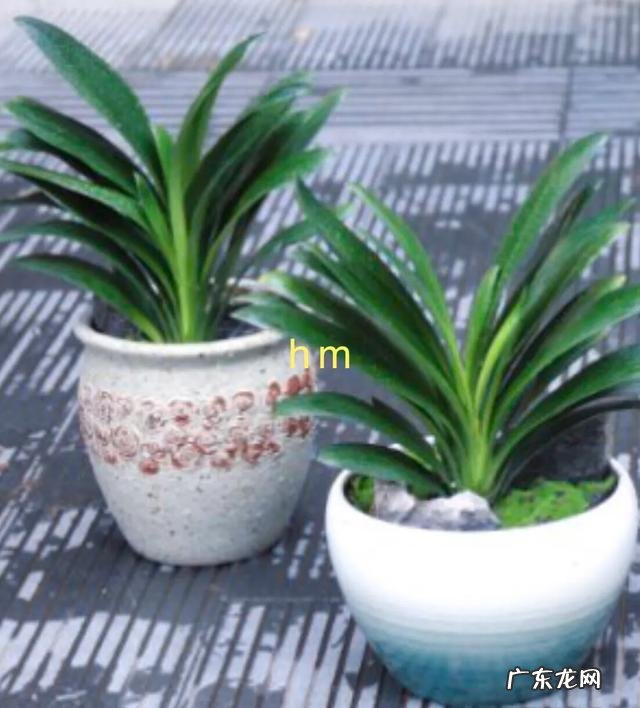 为什么每次浇完水君子兰的底叶会发黄?