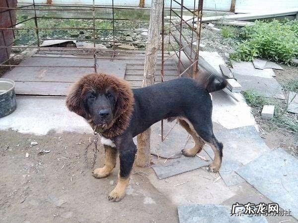 两只藏獒和银背大猩猩谁厉害