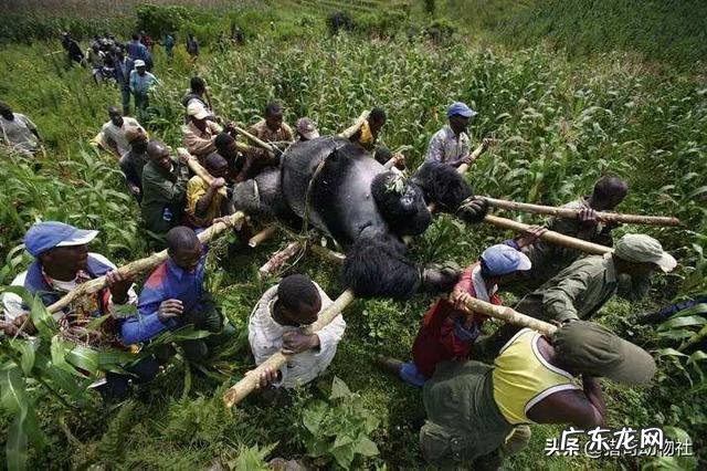 两只藏獒和银背大猩猩谁厉害