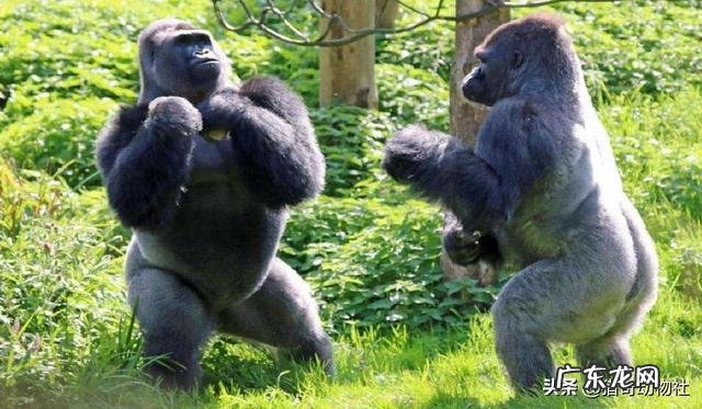 两只藏獒和银背大猩猩谁厉害