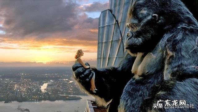 两只藏獒和银背大猩猩谁厉害