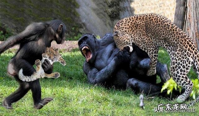 两只藏獒和银背大猩猩谁厉害