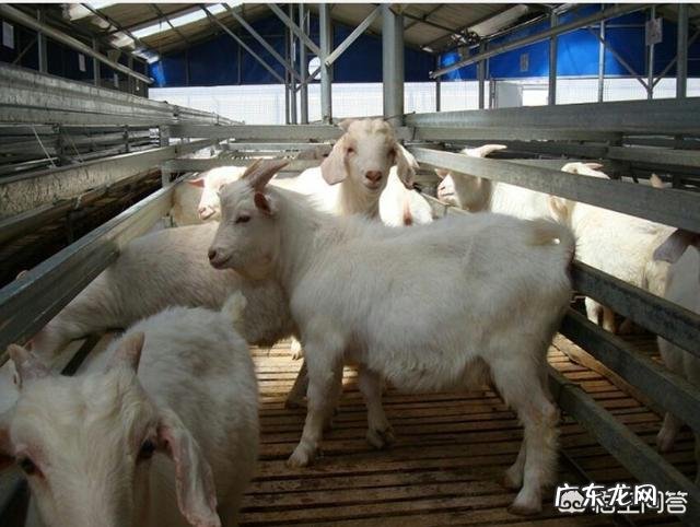 买二十多斤的小山羊圈养有前途吗