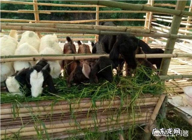 买二十多斤的小山羊圈养有前途吗