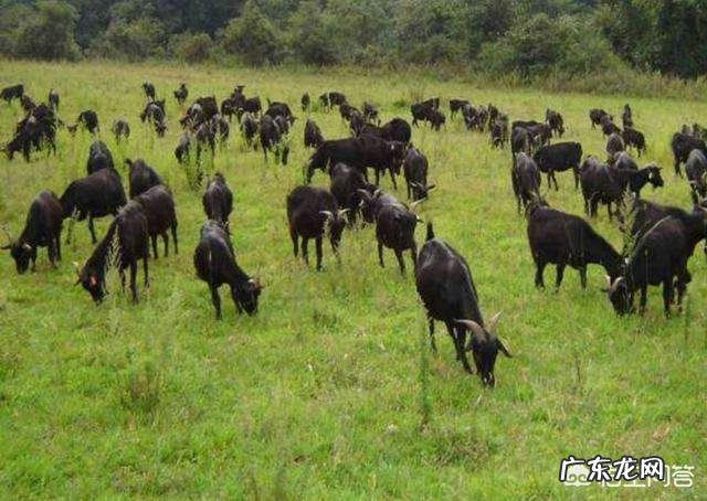 买二十多斤的小山羊圈养有前途吗